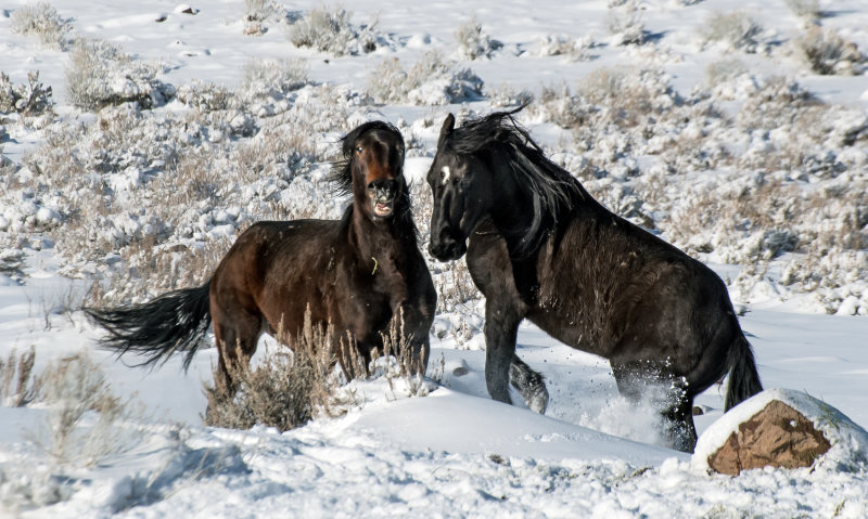 DSC_6637a.jpg