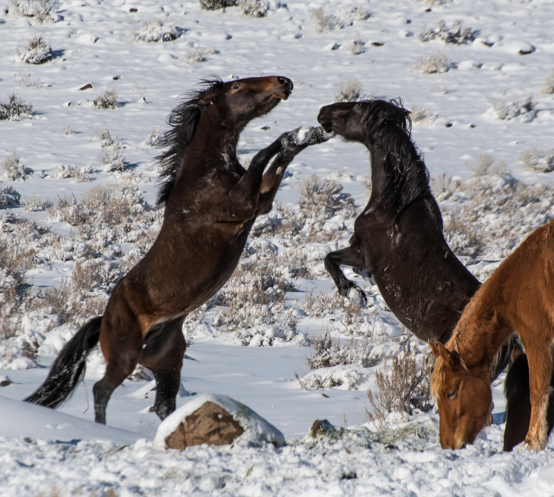 DSC_6680a.jpg