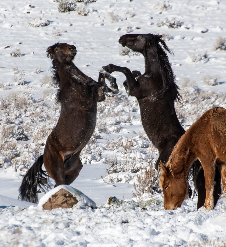 DSC_6694a.jpg