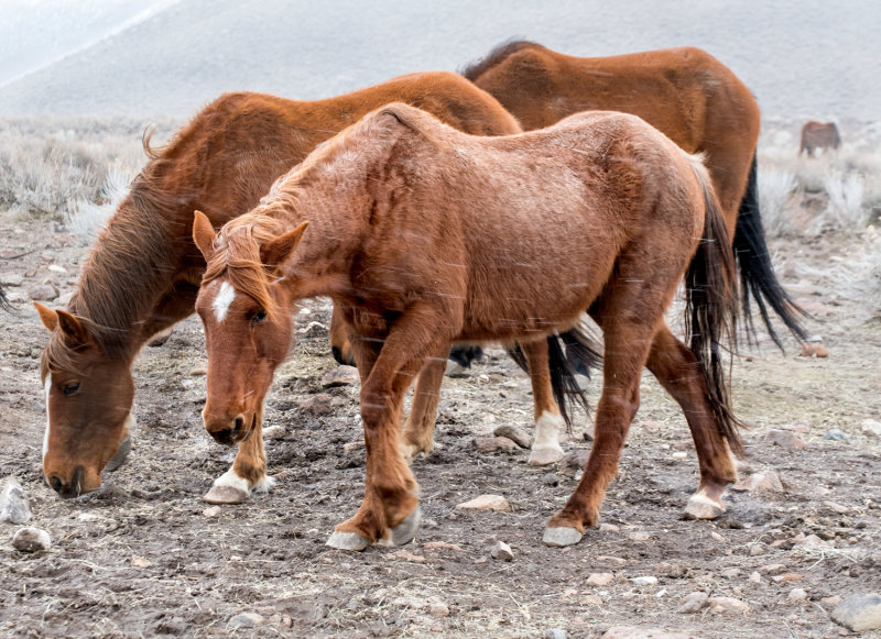 DSC_7303a.jpg