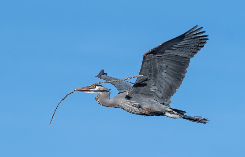 DSC_1615a.jpg