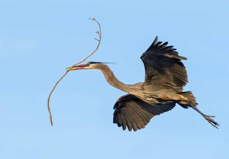 DSC_2433a.jpg