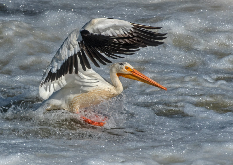 DSC_5367a.jpg