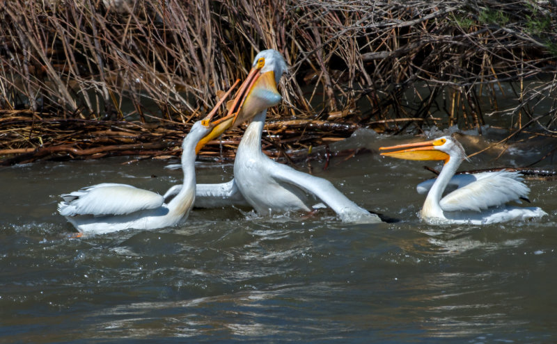 DSC_7650a.jpg