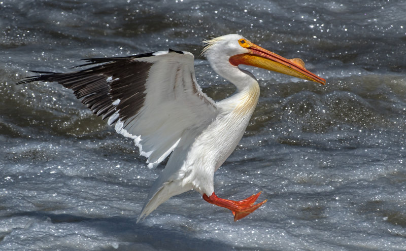 DSC_9730a.jpg