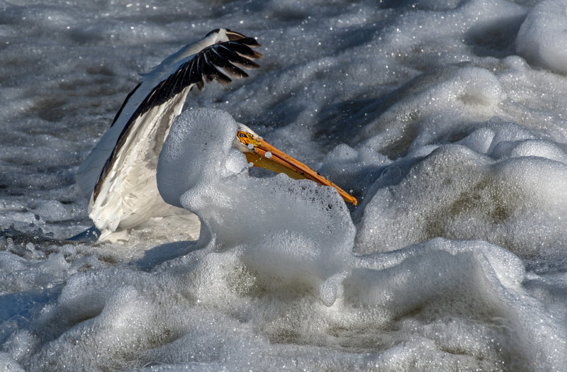 DSC_1684a.jpg