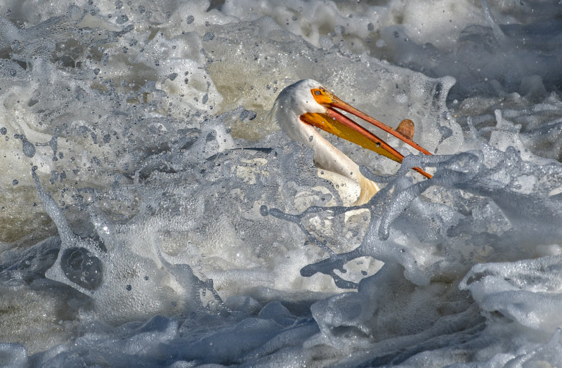 DSC_2602a.jpg