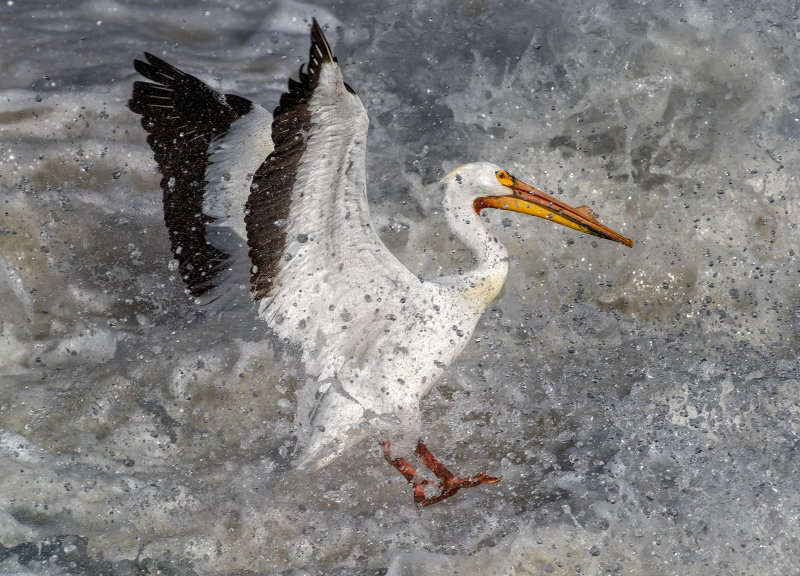 DSC_3914a.jpg