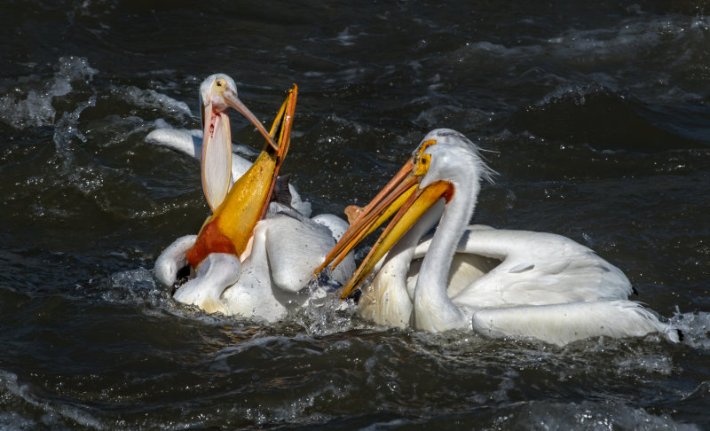 DSC_4853a.jpg