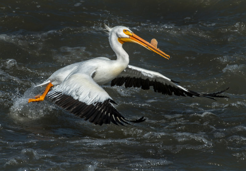 DSC_5359a.jpg