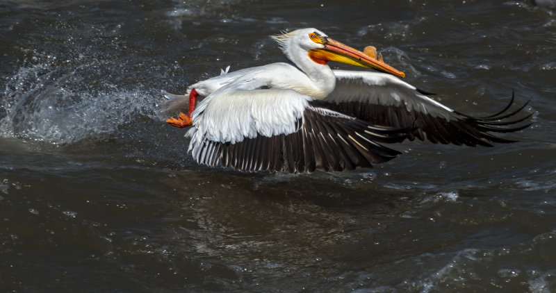 DSC_7982a.jpg
