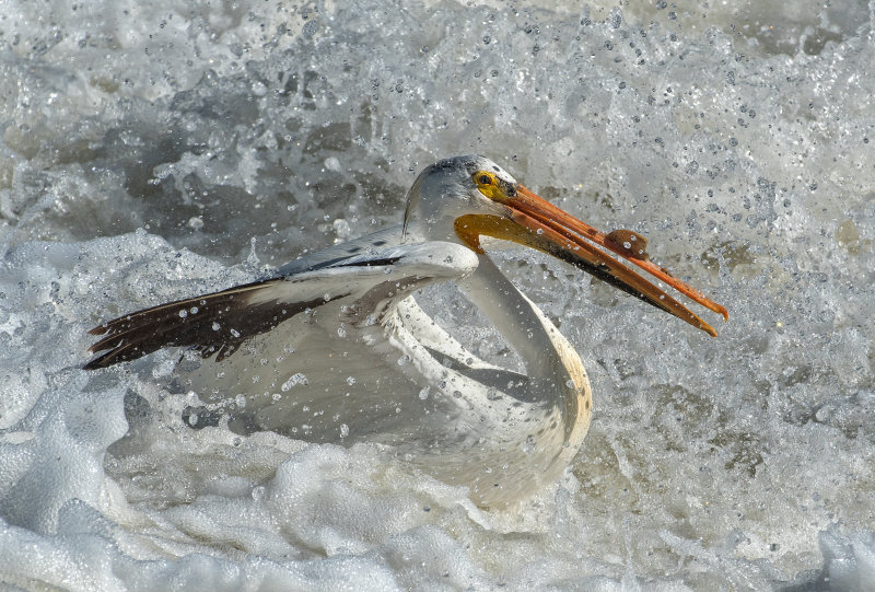 DSC_8736a.jpg