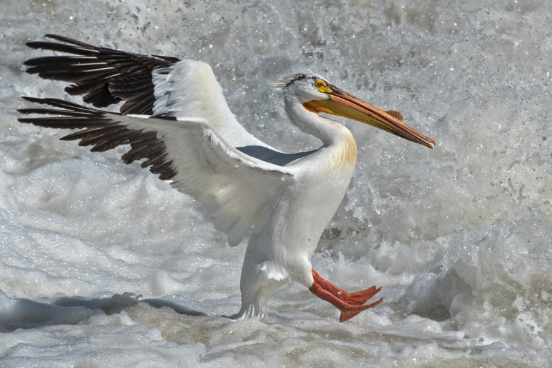DSC_2162a.jpg