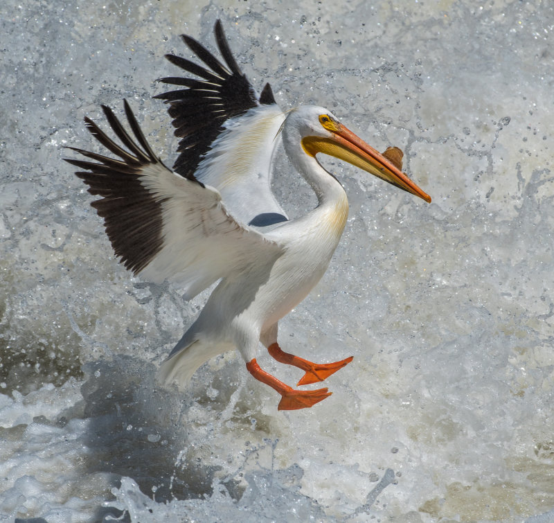 DSC_3973a.jpg