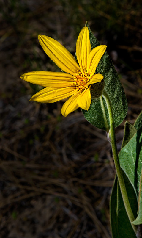 DSC_5875a.jpg
