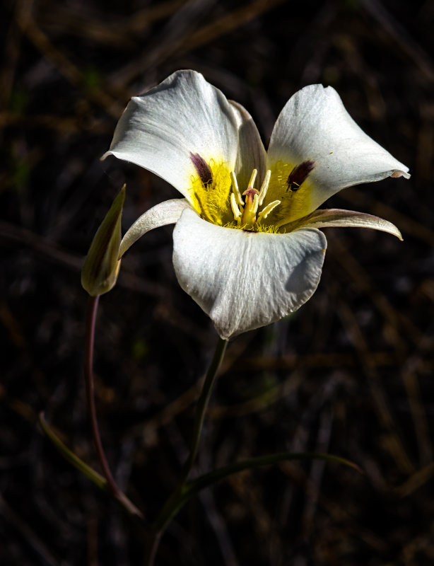 DSC_5907b.jpg