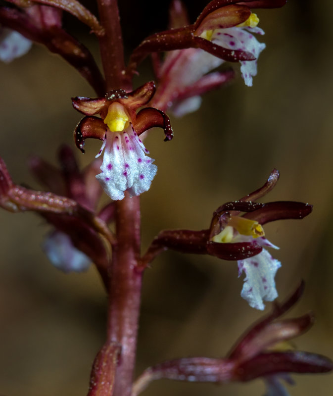 DSC_6016aC.jpg