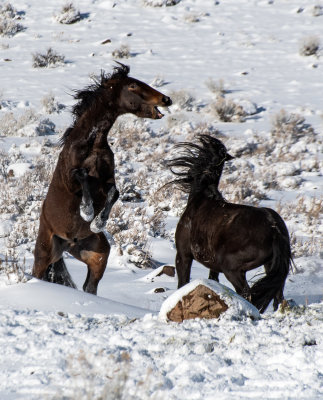 DSC_6662a.jpg