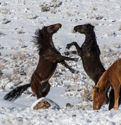 DSC_6682a.jpg