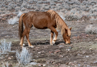 DSC_7004a.jpg