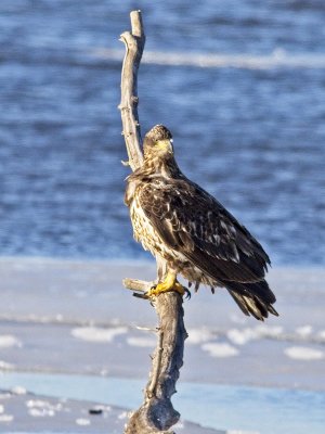 Juvenile