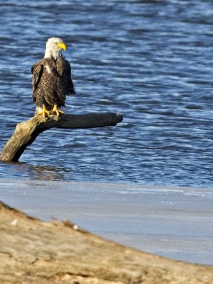 Nice perch