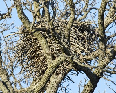 closeup of the huge nest
