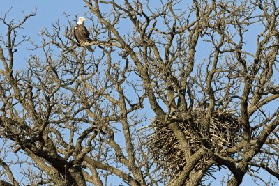 Eagle by nest