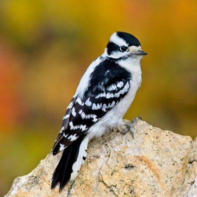 Autumn female Downy Woodpecker