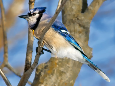 Bluejay