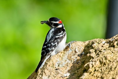 Downy Woodpecker with meal