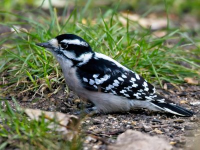 Female Downy Woodpecker