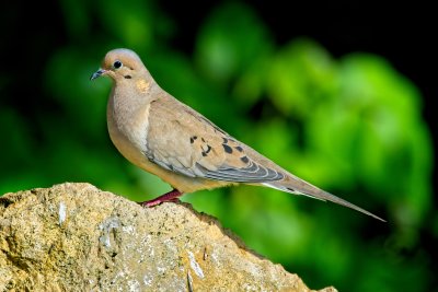 Mourning Dove