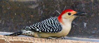 Red Bellied Woodpecker
