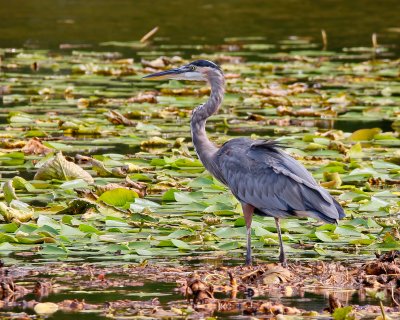 Great Blue Heron