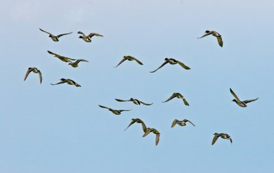 Mallards in flight