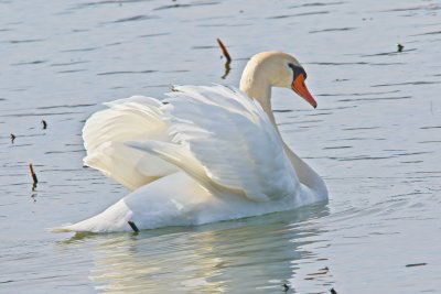 Mute Swan displaying