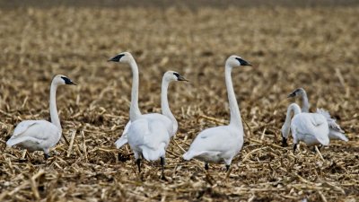 Trumpeter Swans