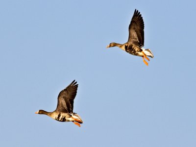 White fronted geese landing