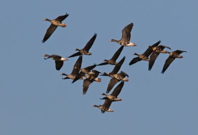 White fronted geese on the wing