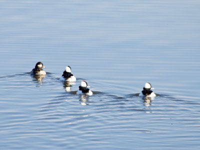 Buffleheads three males and a female