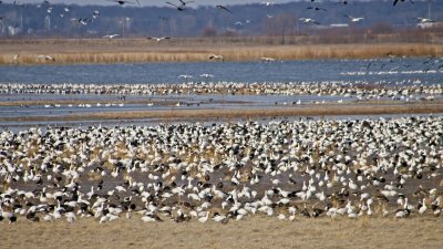 Migrating Snow Geese