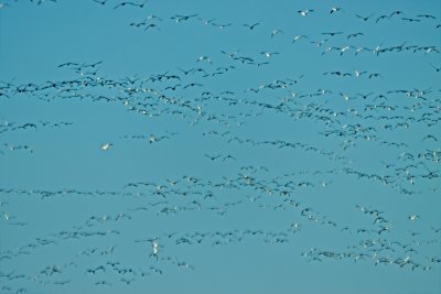 Snow geese moving on at dusk