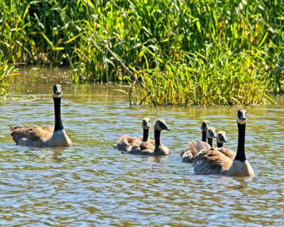  Waterfoul and Shorebirds