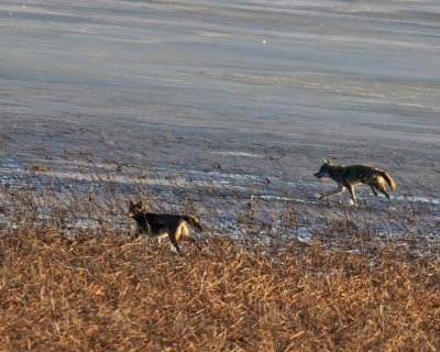 Coyotes on the move