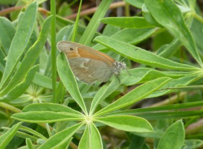 Common ringlet - Bauer Brockway Barrens, WI - 2016-06-15 