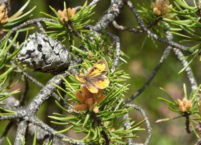 Harvester - Bauer Brockway Barrens, WI - 2015-05-15 