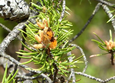 Harvester - Bauer Brockway Barrens, WI - 2015-05-15 