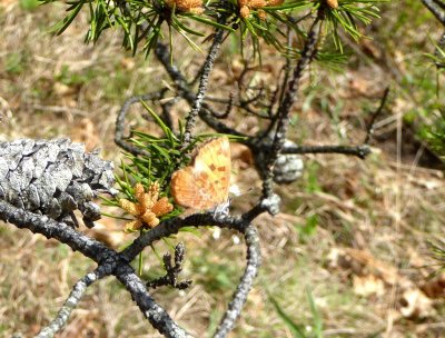 Harvester - Bauer Brockway Barrens, WI - 2015-05-15 