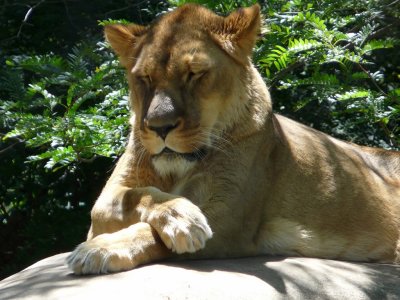 Animal feet - GALLERY